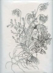 Vanishing flowers